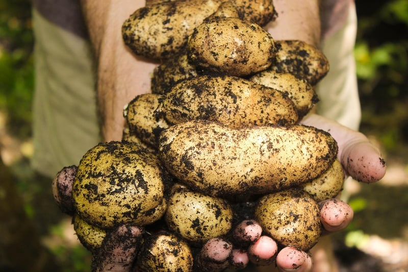 Container Gardening Harvesting