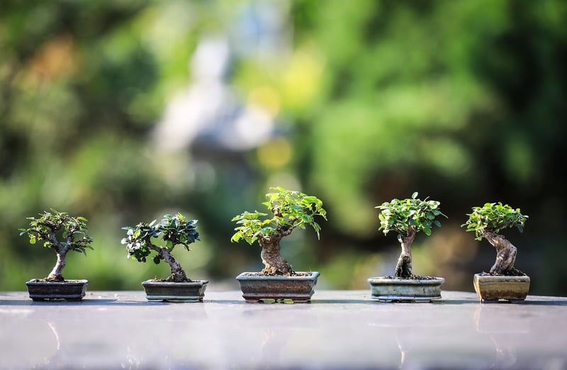 Indoor Plant Care